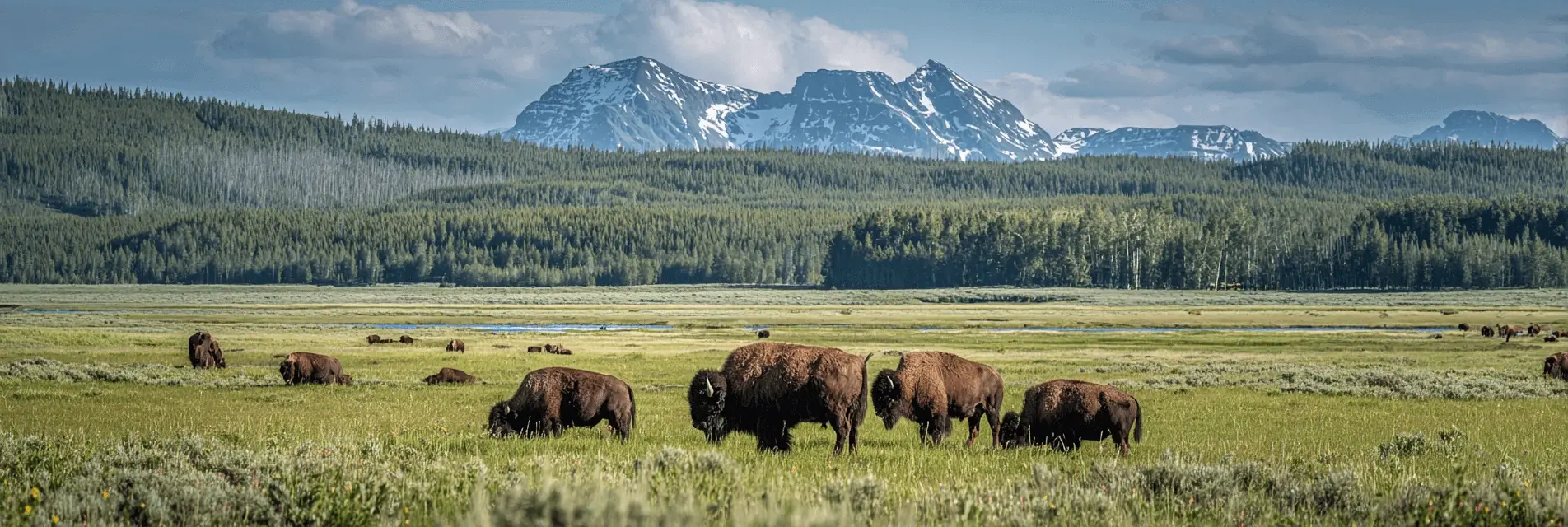 park scene at sunrise, showing a herd of American bison peacefully grazing in a vast grassland