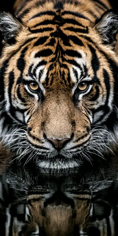 A photograph of a tiger in the wild, drinking water, its intense amber eyes staring directly at the camera, with its face reflected on the still surface of the water.